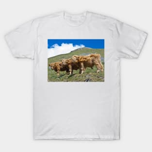 Highland cattle all in a row T-Shirt